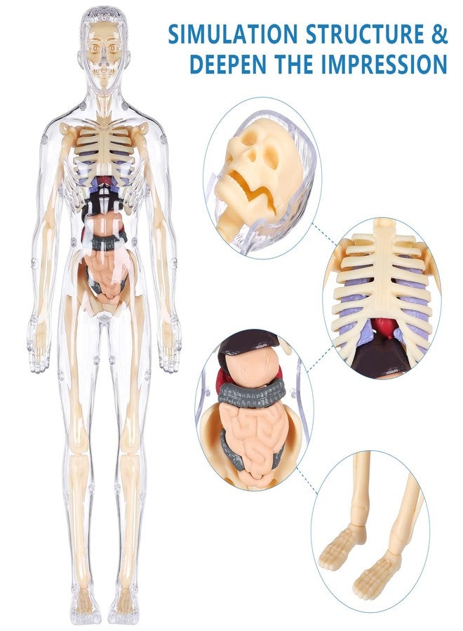 BlueDex Human Body Model for Kids, Fully Transparent Body, 29 Piece Anatomy Figure 3D Anatomy Kit - Removable Organs, Bones STEM Toy for Ages 6+ - Image 4